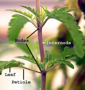 Stem showing internode and nodes plus leaf petioles.